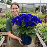 1 Senetti Pericallis Pop Bang Blue Plant, Outdoor Garden Ready Summer Flowering, 6.5 Litre Root Ball - Frankton's