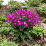 1 Senetti Pericallis Pop Magenta Live Plant, Outdoor Summer Bedding Flowers, 17cm Root-Ball - Frankton's