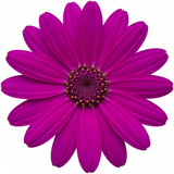 1 Senetti Pericallis Pop Magenta Live Plant, Outdoor Summer Bedding Flowers, 17cm Root-Ball - Frankton's