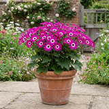 1 Senetti Pericallis Pop Magenta Live Plant, Outdoor Summer Bedding Flowers, 17cm Root-Ball - Frankton's