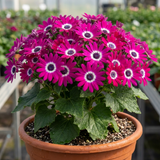 1 Senetti Pericallis Pop Magenta Live Plant, Outdoor Summer Bedding Flowers, 17cm Root-Ball - Frankton's