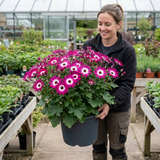 1 Senetti Pink Bicolour Live Flowering Plant, Bee Friendly, Outdoor Garden Ready, 6.5 Litre Root-Ball - Frankton's