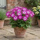 1 Senetti Pink Bicolour Live Flowering Plant, Bee Friendly, Outdoor Garden Ready, 6.5 Litre Root-Ball - Frankton's