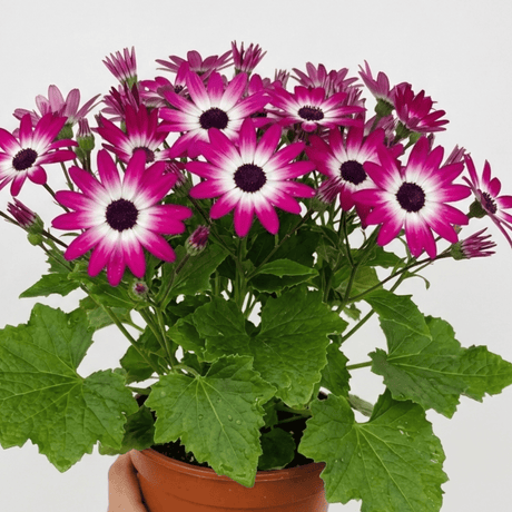 1 Senetti Pink Bicolour Live Flowering Plant, Bee Friendly, Outdoor Garden Ready, 6.5 Litre Root-Ball - Frankton's