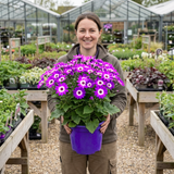 1 Senetti Violet Bicolour Pericallis Plant, Summer Flowering Patio Ready, 6.5 Litre Root Ball - Frankton's