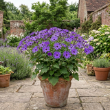 1 Senetti Violet Pericallis Plant, Colourful Outdoor Summer Bedding Flower, Garden Ready, 17cm Root-Ball - Frankton's