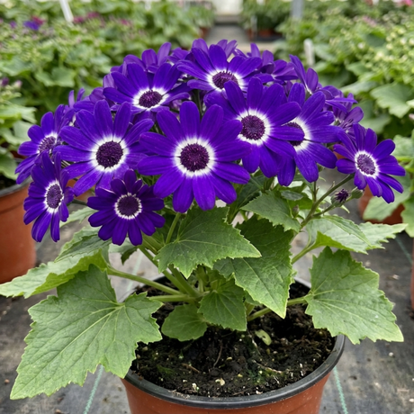 1 Senetti Violet Pericallis Plant, Colourful Outdoor Summer Bedding Flower, Garden Ready, 17cm Root-Ball - Frankton's