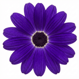 1 Senetti Violet Pericallis Plant, Colourful Outdoor Summer Bedding Flower, Garden Ready, 17cm Root-Ball - Frankton's