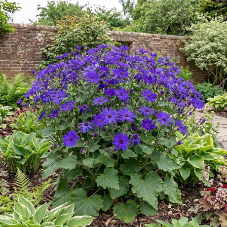 1 Senetti Violet Pericallis Plant, Colourful Outdoor Summer Bedding Flower, Garden Ready, 17cm Root-Ball - Frankton's