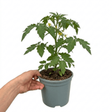 1 Shirley F1 Tomato Plant, Grow Your Own Tomatoes, Live Vegetable Plants for Sale, 2 Litre Root Ball - Frankton's