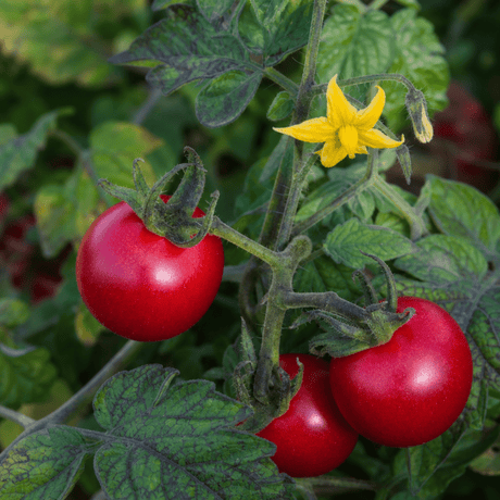 1 Shirley F1 Tomato Plant, Grow Your Own Tomatoes, Live Vegetable Plants for Sale, 2 Litre Root Ball - Frankton's