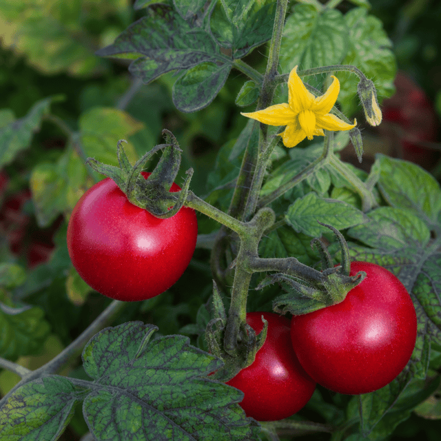 1 Shirley F1 Tomato Plant, Grow Your Own Tomatoes, Live Vegetable Plants for Sale, 2 Litre Root Ball - Frankton's