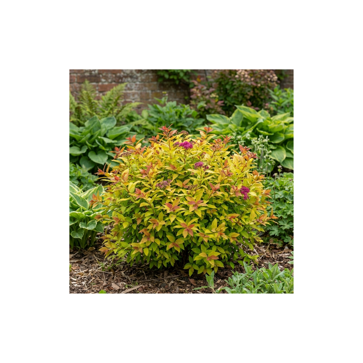1 Spiraea Goldflame Plant, Hardy Japanese Spirea Flowering Shrub, Garden Ready, 17cm Root-Ball - Frankton's