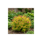 1 Spiraea Goldflame Plant, Hardy Japanese Spirea Flowering Shrub, Garden Ready, 17cm Root-Ball - Frankton's