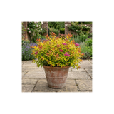 1 Spiraea Goldflame Plant, Hardy Japanese Spirea Flowering Shrub, Garden Ready, 17cm Root-Ball - Frankton's