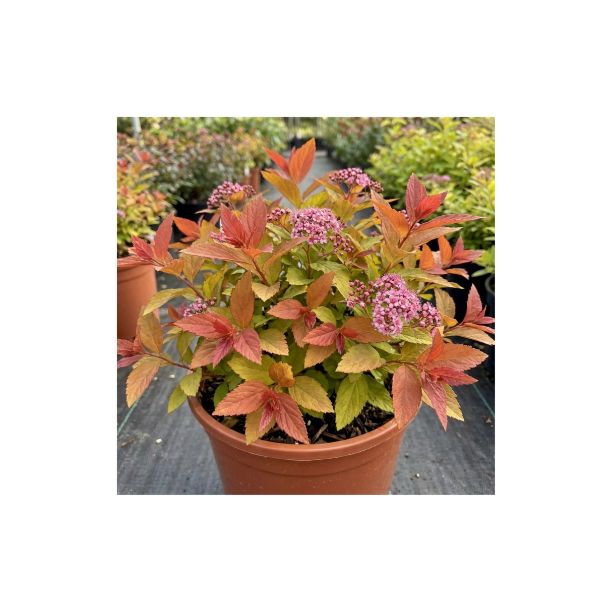 1 Spiraea Goldflame Plant, Hardy Japanese Spirea Flowering Shrub, Garden Ready, 17cm Root-Ball - Frankton's