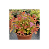 1 Spiraea Goldflame Plant, Hardy Japanese Spirea Flowering Shrub, Garden Ready, 17cm Root-Ball - Frankton's