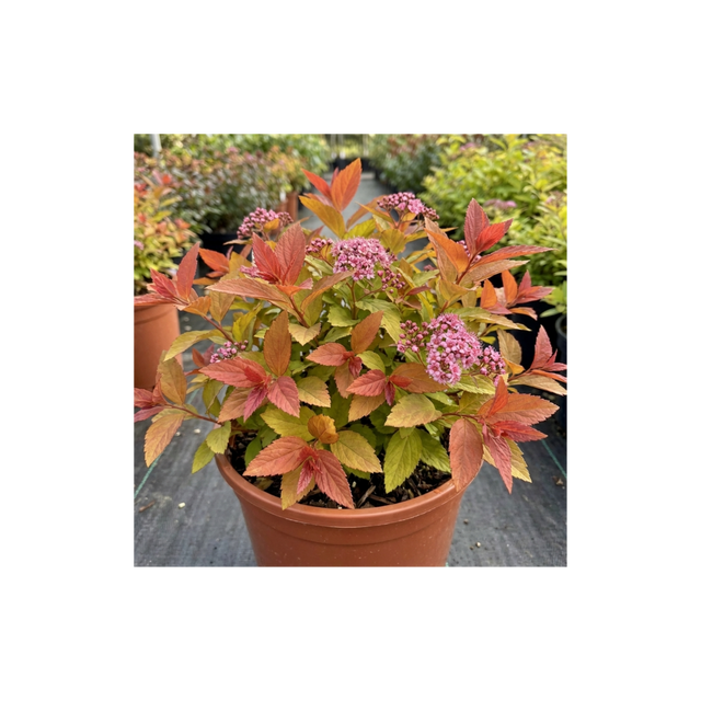 1 Spiraea Goldflame Plant, Hardy Japanese Spirea Flowering Shrub, Garden Ready, 17cm Root-Ball - Frankton's