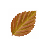 1 Spiraea Goldflame Plant, Hardy Japanese Spirea Flowering Shrub, Garden Ready, 17cm Root-Ball - Frankton's