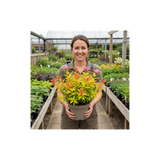 1 Spiraea Goldflame Plant, Hardy Japanese Spirea Flowering Shrub, Garden Ready, 17cm Root-Ball - Frankton's