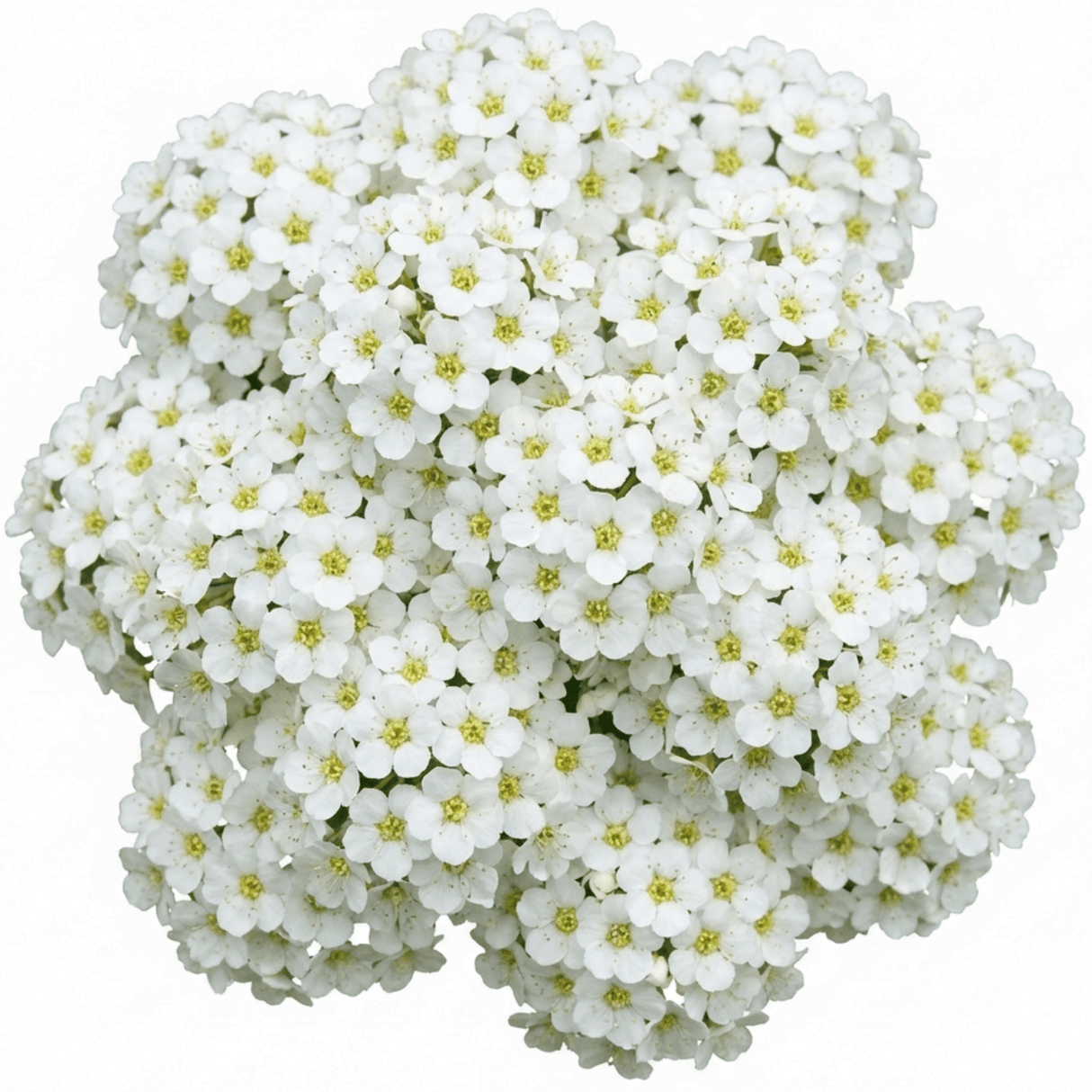 1 Spiraea Snowmound Plant, Outdoor White Flowering Hardy Compact Shrub, Bee Friendly, 2 Litre Root-Ball - Frankton's