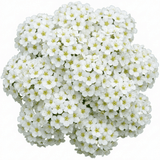 1 Spiraea Snowmound Plant, Outdoor White Flowering Hardy Compact Shrub, Bee Friendly, 2 Litre Root-Ball - Frankton's