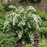 1 Spiraea Snowmound Plant, Outdoor White Flowering Hardy Compact Shrub, Bee Friendly, 2 Litre Root-Ball - Frankton's