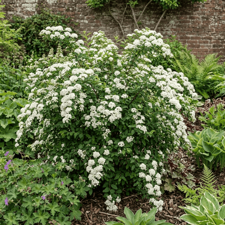 1 Spiraea Snowmound Plant, Outdoor White Flowering Hardy Compact Shrub, Bee Friendly, 2 Litre Root-Ball - Frankton's