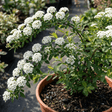 1 Spiraea Snowmound Plant, Outdoor White Flowering Hardy Compact Shrub, Bee Friendly, 2 Litre Root-Ball - Frankton's