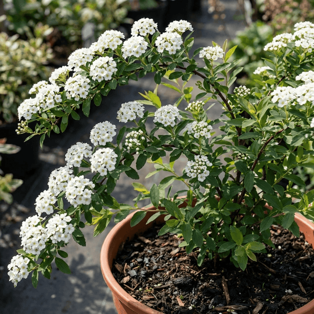 1 Spiraea Snowmound Plant, Outdoor White Flowering Hardy Compact Shrub, Bee Friendly, 2 Litre Root-Ball - Frankton's
