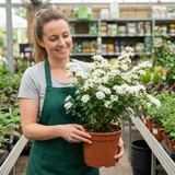 1 Spiraea Snowmound Plant, Outdoor White Flowering Hardy Compact Shrub, Bee Friendly, 2 Litre Root-Ball - Frankton's