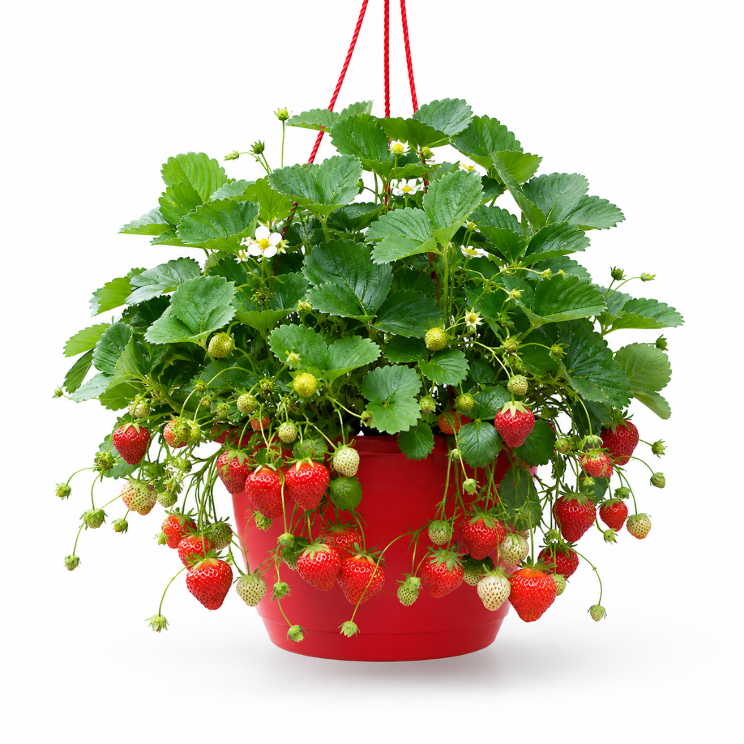 1 Strawberry Toscana Live Plant, 25cm Hanging Basket, Outdoor Garden Ready, Grow Your Own Strawberries - Frankton's
