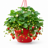 1 Strawberry Toscana Live Plant, 25cm Hanging Basket, Outdoor Garden Ready, Grow Your Own Strawberries - Frankton's