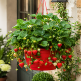 1 Strawberry Toscana Live Plant, 25cm Hanging Basket, Outdoor Garden Ready, Grow Your Own Strawberries - Frankton's