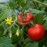 1 Summerlast Tomato Plant, Fresh & Live, Outdoor Garden Ready, Grow Your Own Tomatoes, 2Ltr Root-Ball - Frankton's