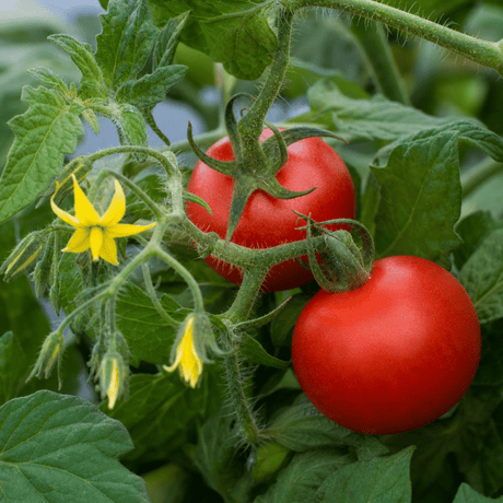 1 Summerlast Tomato Plant, Fresh & Live, Outdoor Garden Ready, Grow Your Own Tomatoes, 2Ltr Root-Ball - Frankton's