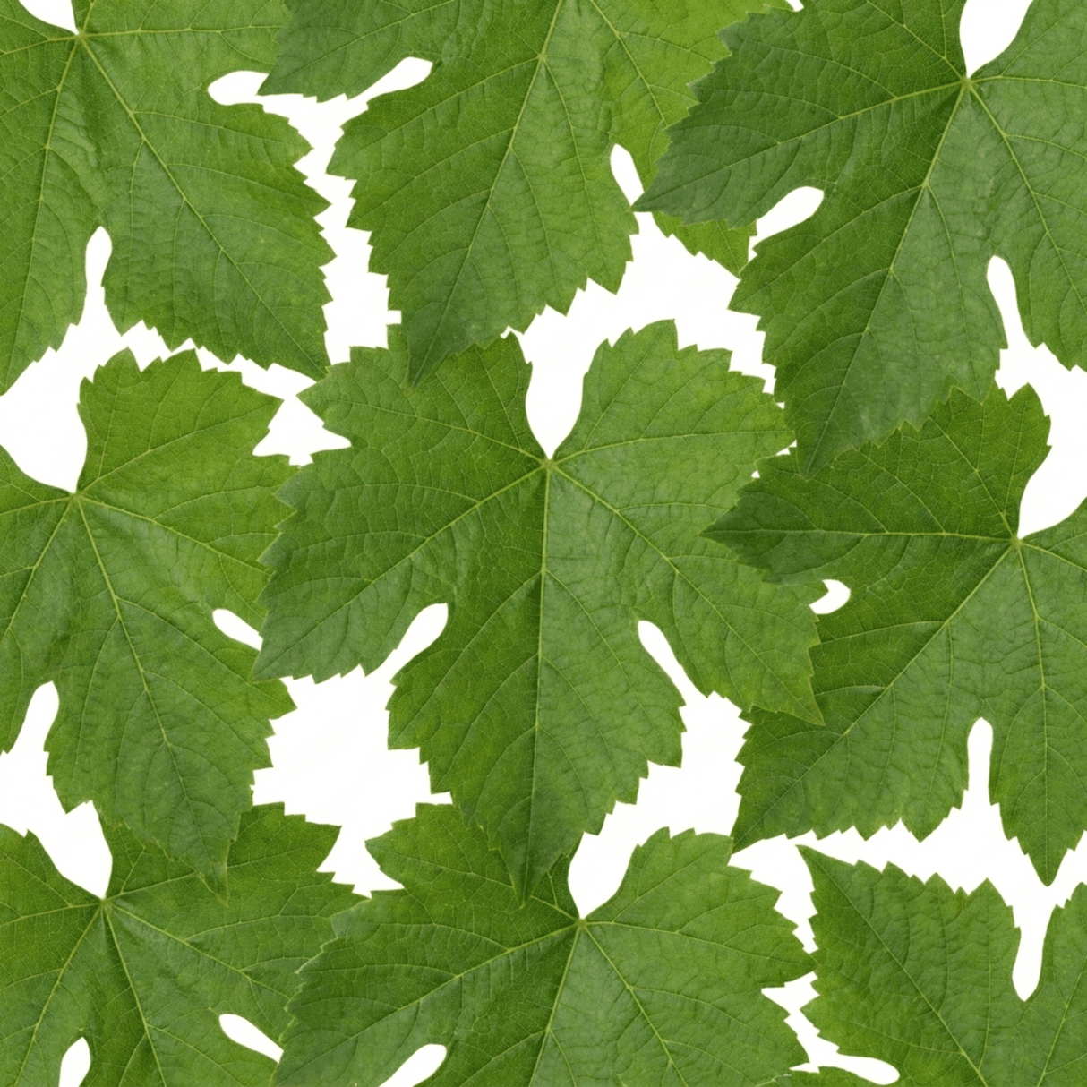 1 Superior Seedless White Grape Vine Plant, Hardy Outdoor Garden Ready, 3 Litre Root-Ball - Frankton's
