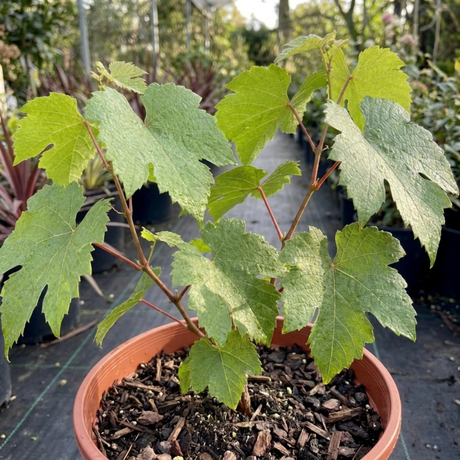 1 Superior Seedless White Grape Vine Plant, Hardy Outdoor Garden Ready, 3 Litre Root-Ball - Frankton's