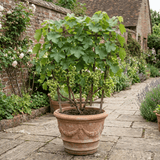 1 Superior Seedless White Grape Vine Plant, Hardy Outdoor Garden Ready, 3 Litre Root-Ball - Frankton's