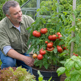 1 Supersteak Beefsteak Tomato Plant, Large High Yield Hardy Outdoor Garden Ready, 2 Litre Root Ball - Frankton's