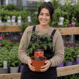 1 Supersteak Beefsteak Tomato Plant, Large High Yield Hardy Outdoor Garden Ready, 2 Litre Root Ball - Frankton's