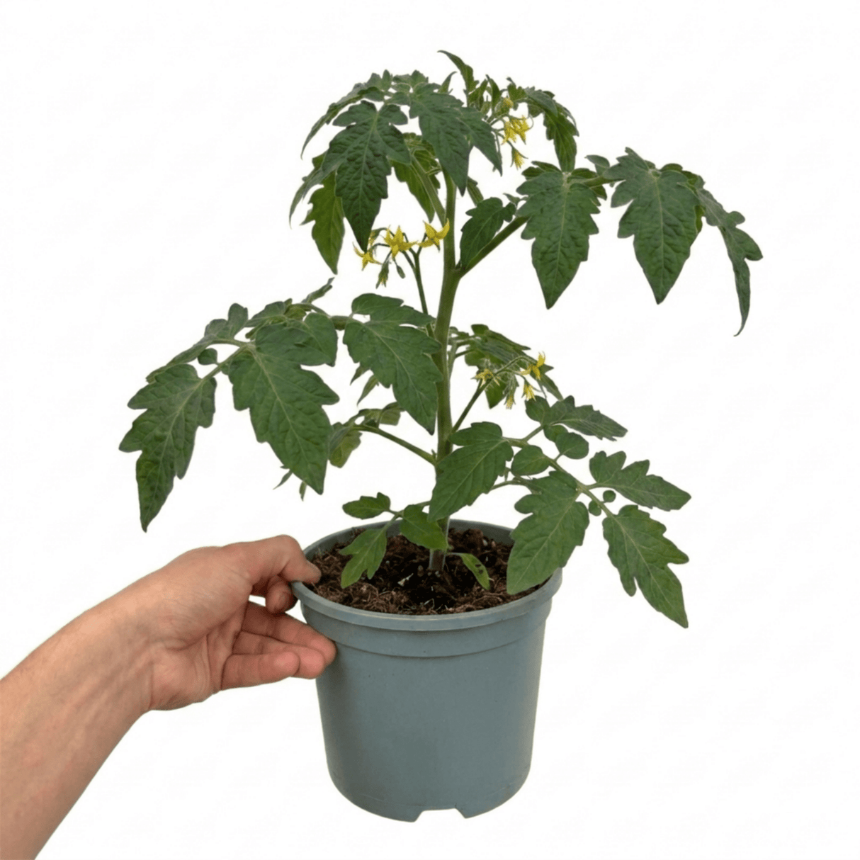 1 Supersteak Beefsteak Tomato Plant, Large High Yield Hardy Outdoor Garden Ready, 2 Litre Root Ball - Frankton's