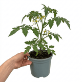 1 Sweet Million Cherry Tomato Plant, Prolific High Yield Vine, Outdoor Garden Ready, 2 Litre Root-Ball - Frankton's