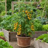1 Sweet Million Cherry Tomato Plant, Prolific High Yield Vine, Outdoor Garden Ready, 2 Litre Root-Ball - Frankton's