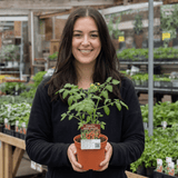 1 Sweet Million Cherry Tomato Plant, Prolific High Yield Vine, Outdoor Garden Ready, 2 Litre Root-Ball - Frankton's