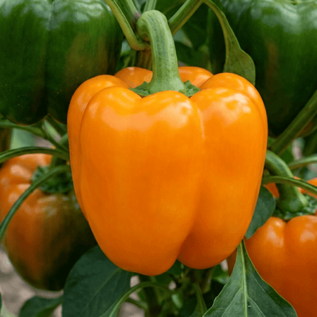 1 Sweet Pepper Liberty Belle Plant, Grow Your Own Vegetable Garden Ready, 2 Litre Root Ball - Frankton's