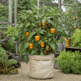 1 Sweet Pepper Liberty Belle Plant, Grow Your Own Vegetable Garden Ready, 2 Litre Root Ball - Frankton's