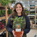1 Sweet Pepper Liberty Belle Plant, Grow Your Own Vegetable Garden Ready, 2 Litre Root Ball - Frankton's