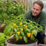 1 Sweet Pepper Live Plant, Snack Yellow Variety, Grow Your Own Peppers, Patio Garden Ready, 2 Litre Root Ball - Frankton's