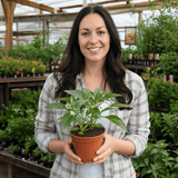 1 Sweet Pepper Live Plant, Snack Yellow Variety, Grow Your Own Peppers, Patio Garden Ready, 2 Litre Root Ball - Frankton's